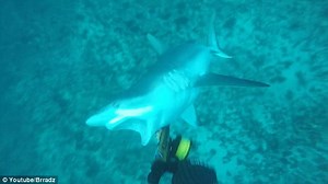 Terrifying footage shows the moment a shark attacks a spearfisher - ProtoThema English
