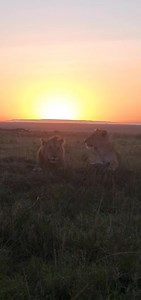 A peaceful morning spent with the Marsh Pride. Video credit Kirokor Mika for Governors Camp Collection #themarshpride | The Marsh Pride of Lions