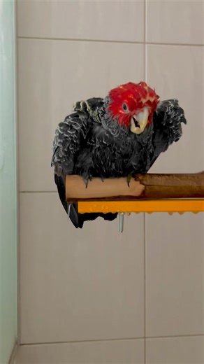 6.7K views · 392 reactions | Mr. Chester enjoying his bath / spray shower! Refreshed :-) #ganggang #cockatoo #parrot #bath #aussie #melbourne #bath #refreshed #sprayshower | Mr. Chester, The Gang-gang Cockatoo | Facebook