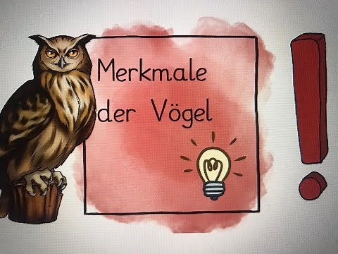 erklärt: grundlegende Merkmale der Vögel