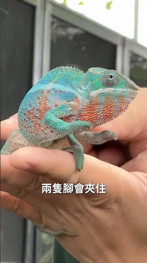 「變色龍」什麼顏色都能變嗎？