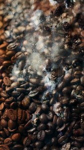 What’s really hiding in your coffee?  Here’s why storage matters — and how to keep it mold-free and fresh ☕ Organic is just the start. #CleanCoffee #MoldFreeBeans #JavaPlanet #HealthyCoffee #CoffeeMyths | Java Planet Organic Coffee | Facebook