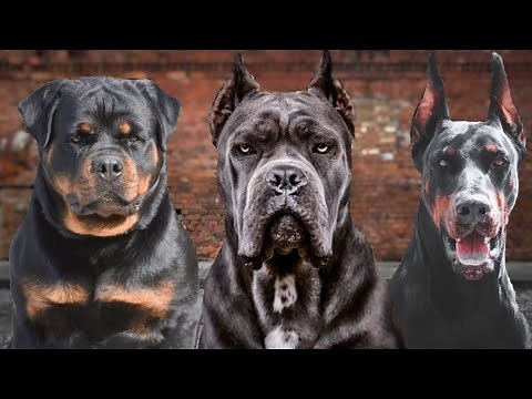 As 8 Raças de cães mais perigosas do mundo