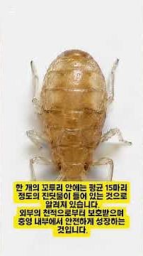 때죽납작진딧물 #나무의사윤준원 #insects #나무의사실기