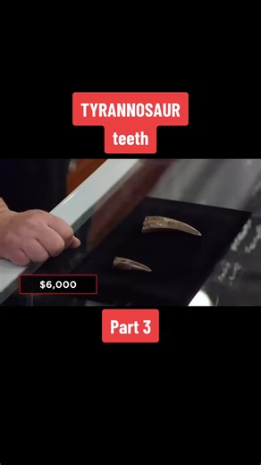 Identifying Authentic Tyrannosaurus Teeth: Expert Analysis Revealed!