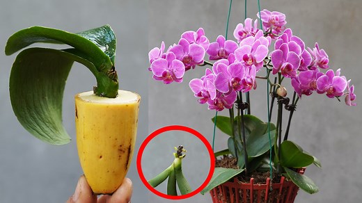 180K views · 2.2K reactions | Say Goodbye to Slow-growing Orchids Transform Your Garden with This Fruit | Great DIY Idea | Facebook