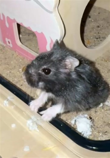 Essential Care Tips for Your Dwarf Hamster