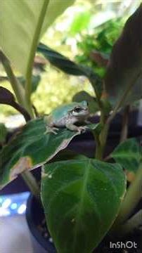 1分動画 アマガエル＆ヌマガエル 簡易飼育 メンテナンス #カエル #カエルの飼い方 #カエルの飼育 #両生類 #ショート