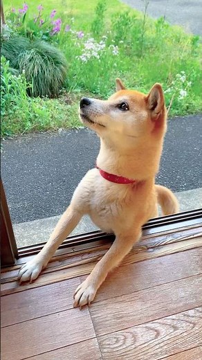 柴犬コロ 柴犬のこーゆーとこが😂 #柴犬コロ #おもしろ #かわいい #面白い #柴犬 #shibainu #funny #dog