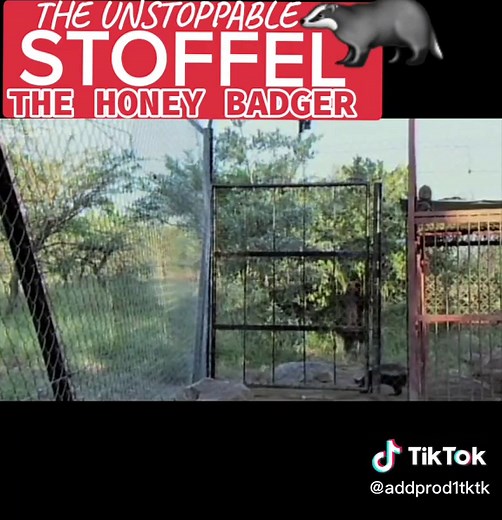 Stoffel the Honey Badger: Escape Artist Extraordinaire