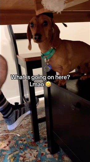 Canine Co-Workers: The Hilarious Dogs Helping Humans With Work