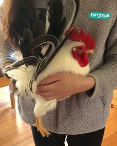 Koji is a very clingy rooster 🐓😄 | Furry Tails