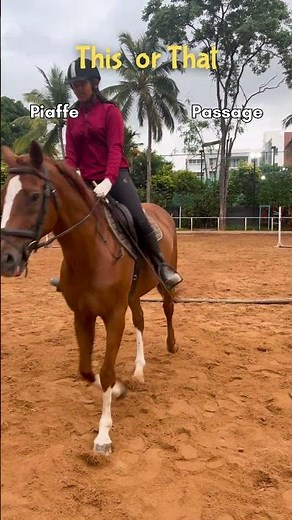 Horse Riding Academy | Zippy Equestrian Center