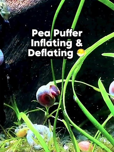 Pea Puffer Fish Inflating & Deflating 🐡