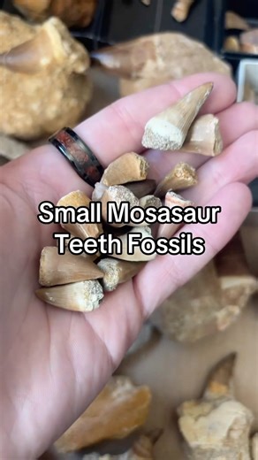 Mosasaur Teeth Fossils
