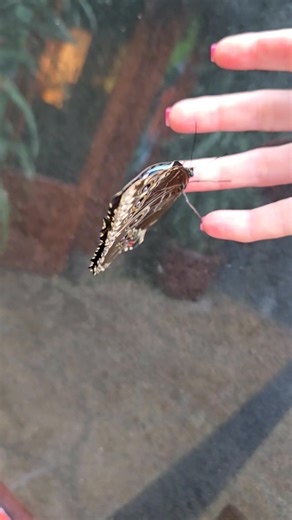 4.2K views · 15 reactions | Janki Anikó on Reels | Facebook