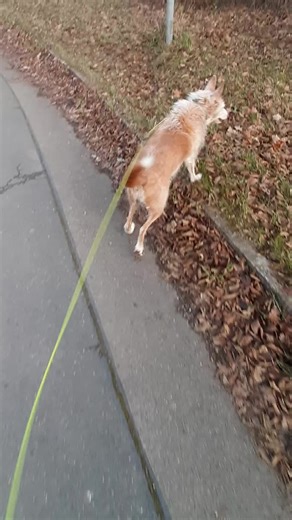 #Hunde #Fun