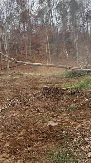Another big Poplar hits the ground | David Payne's Logging & Timber Buying