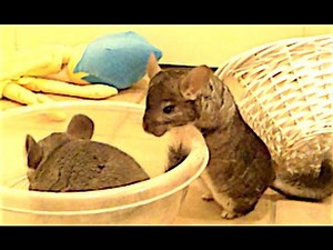 Super Cute Chinchillas Have Playtime Fun