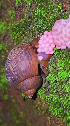 Incredible Facts About The Apple Snail #shorts #facts #animals