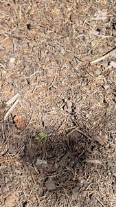 Adventure puppy #adventurepup | Nature Daddy