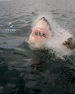 252K views · 10K reactions | Big Great White Shark Swallows Little Fish | White Shark Ocean | Facebook