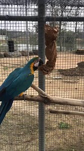 9.3K views · 134 reactions | Bo and Bam Bam, our Blue and Gold Macaws, are enjoying enrichment made from packing material and bird seed! Sometimes the most simple items can provide hours of fun for our animals. The Alabama Gulf Coast Zoo accepts donations of clean, plain boxes/ paper packing material which keepers make into enrichment items. video by Keeper Natalie | Alabama Gulf Coast Zoo | Facebook