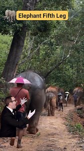 Elephant Fifth Leg #viralpost2025シ #fypシ゚viralシfypシ゚ #fypシ゚viralシ #trendingreels #trendingnow #trendingreelsvideo #trendingpost #trend #elephant #viralvideoシ | DeOne | Facebook