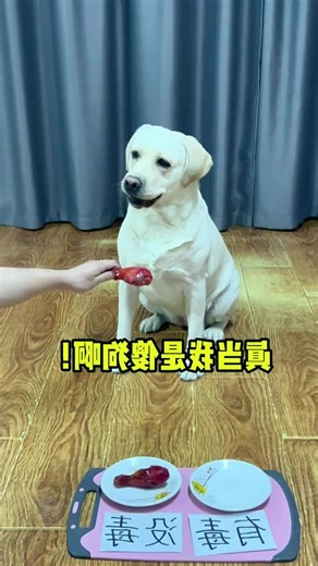 Is this dog taking advantage of me because I can't read 😂😅 #dog #dogfunny #yituo #doglover | The pot ring is a Labrador