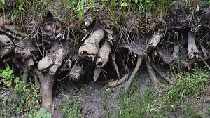 Many tree roots are intertwined on a path in the forest, close-up