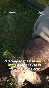 16K views · 50 reactions | In Menomonie, Wisconsin, a playful baby alpaca vanished for 24 hours—only to be found trapped in a hole on the farm. Watch the heartwarming moment this little one is rescued and reunited with safety! 蓮✨ #AnimalRescue #FarmLife #AlpacaLove | Mind Moms | Facebook