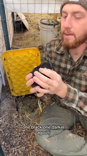 How to care for baby rabbits in their first week. How I care for my rabbits is very important to me because they sustain my family-004 | Bertha Bonnie | Facebook
