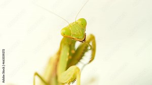 Praying mantis scientifically known as Mantodea in its natural habitat, predatory behavior and fascinating close-up details. High quality wild nature incects super macro 4K footage concept. Thailand.