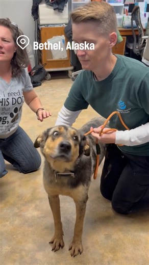Our Animal Rescue Team is on the ground responding to a catastrophic disaster in remote Western Alaska. A recent typhoon caused devastating flooding and widespread destruction! Entire communities were washed away, leaving pets separated from their families. Villages in the area are only accessible by small planes or boats, making it incredibly expensive and difficult to get to these animals. Let’s show these communities—and their animals—they’re not alone. | Humane World for Animals