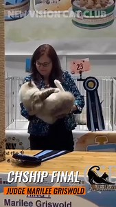 New Vision Cat Club on Instagram: "𝐑𝐀𝐆𝐃𝐎𝐋𝐋. 𝐷𝑖𝑎𝑚𝑜𝑛𝑑 𝑅𝑎𝑔 𝑊𝑜𝑙𝑓𝑒 𝐵𝑟𝑜𝑠. Championship final. Judge Marilee Griswold. #cfacatshow #ragdoll #ragdollworld #ragdolllovers #ragdollcats"