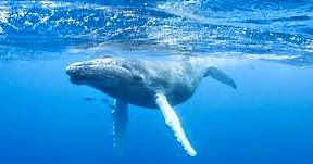 Fauna en La Región Costa