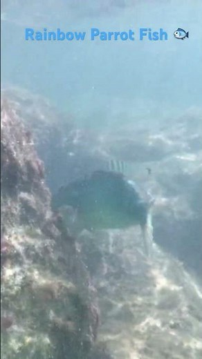 Rainbow ParrotFish