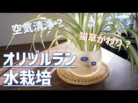 【初心者向け観葉植物】オリヅルランの水耕栽培&空気清浄効果と猫草利用について【育て方のポイント】