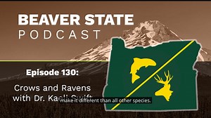 1K views · 22 reactions | Did you know that Common Ravens are the world's largest songbird? Let's just say they have a hidden repertoire. So much cool information about corvids on this week's episode of the Beaver State Podcast with Dr. Kaeli Swift of Corvid Research. Have a listen here: https://myodfw.com/beaver-state-podcast/crows-and-ravens-dr-kaeli-swift | Oregon Department of Fish and Wildlife | Facebook
