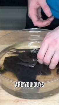 Buying Alien Frogs Off The Dark Web! #frog #animals #pets