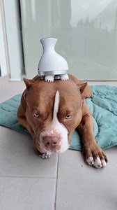 163K views · 13K reactions | Early Morning Routine  | Chocodogger | Facebook