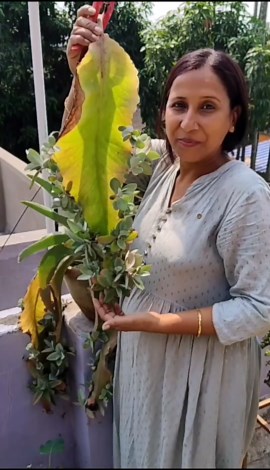 Nita Singh | Pruning of my Kalanchoe gastonis bonnieri, also known as donkey ear plant 🌱 🌱 🌱 #gardeningwithnita #succulent #kalanchoe #donkeyear | Instagram