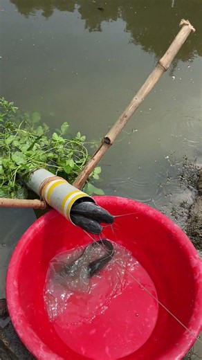 Catching fish using a simple plastic pipe trap placed in the water.#fish #fishinglife #reels