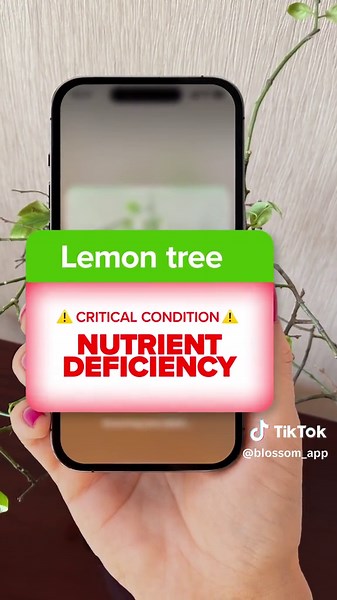 Identify 30,000 Plants Quickly with Blossom App