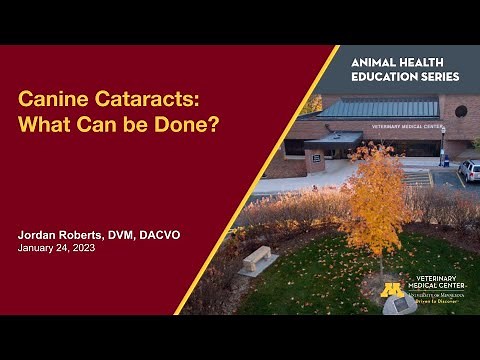 Canine Cataracts: What Can be Done?