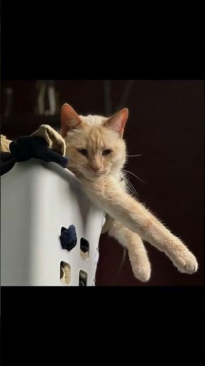 Unlocking the Secrets of Cat Behavior: Why Cats Scratch!