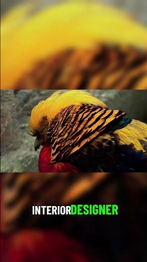 The Bowerbird's Artistic Courtship Stage 🎨