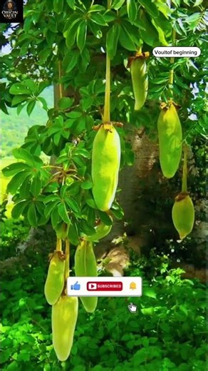 Africa's 2,000YearOld Tree of LifeAcross Africa's savannas the baobab stands like a living monument
