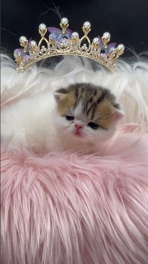 Adorable Princess 👑 🐱 Calico Tabby Exotic Shorthair Kitten | Calico Exotic Shorthair Breeder