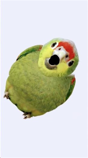 bird lip sync trend #funny